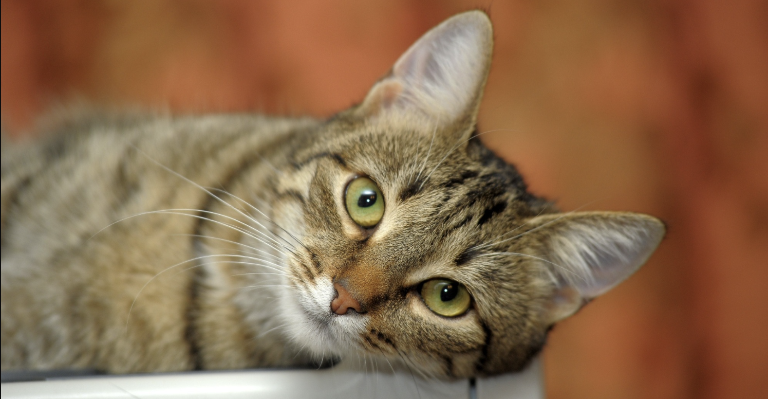 Gatto Gatto